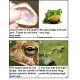 FROGS: Talking Picture Series